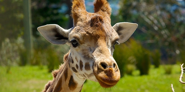 Wellington zoo 58778