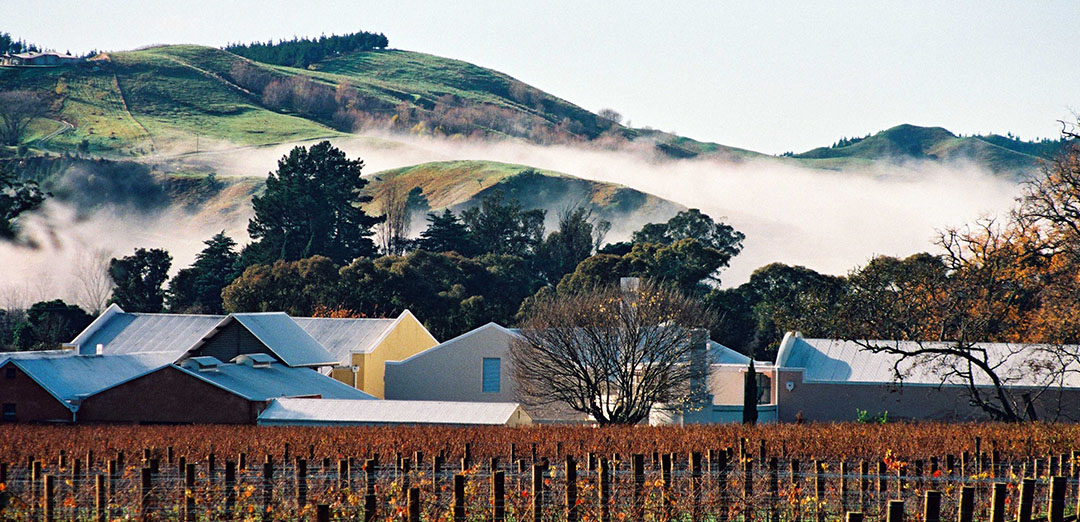 Te mata